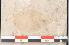 Foto (Detailansicht) von Pinus holothana Unger (NHMW-GEO-2024-0188-8197a)